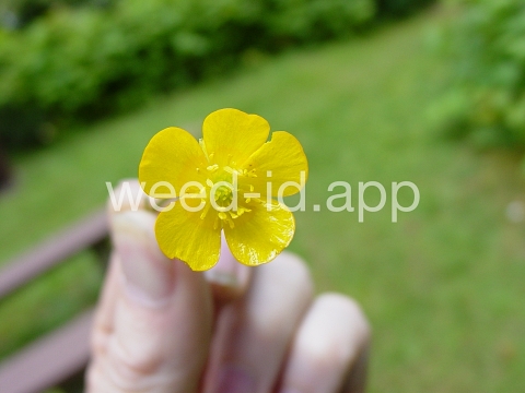 buttercup, creeping